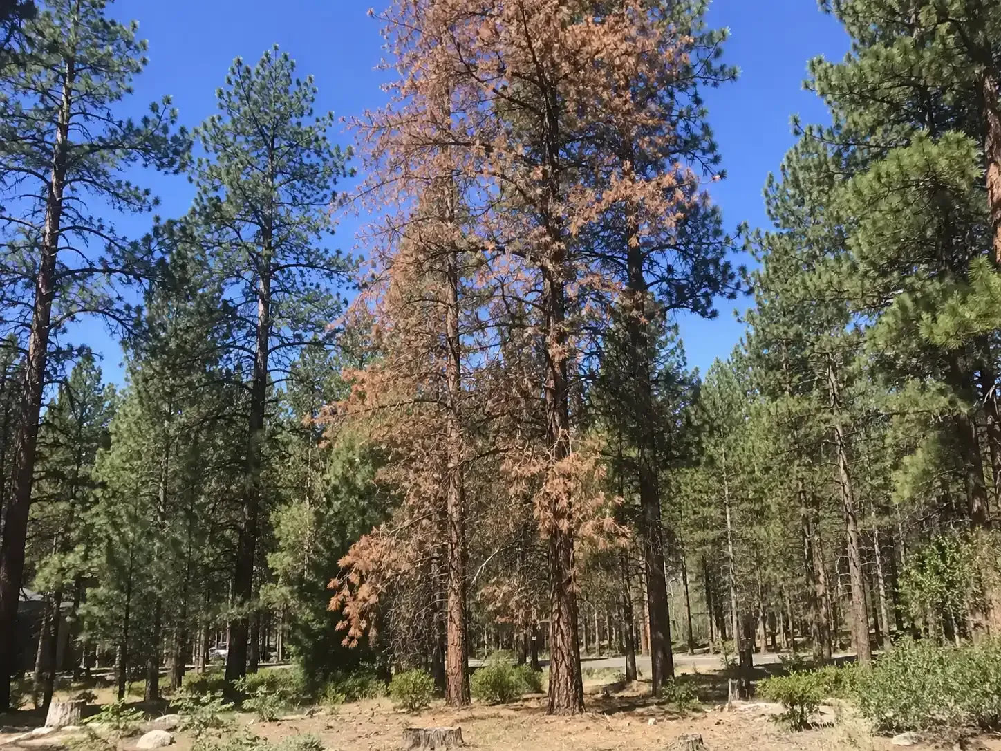 Tall pine trees in a forest under a clear blue sky, with three central sick ponderosa pines