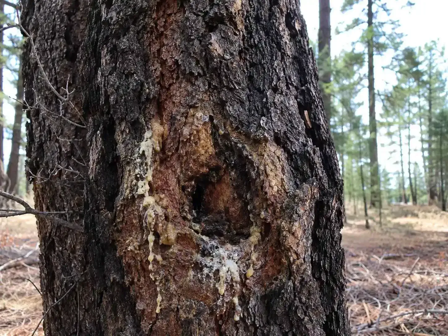Close-up of a tree trunk with a large hollow scar in a pine forest