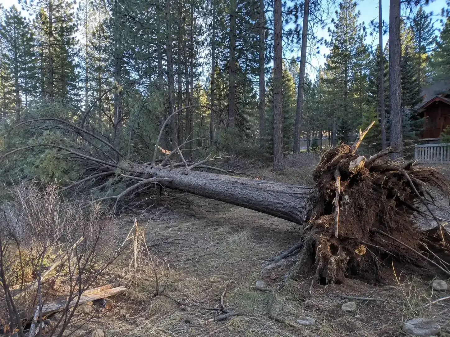 Uprooted fallen tree lying in a forest clearing among pine trees and dry brush