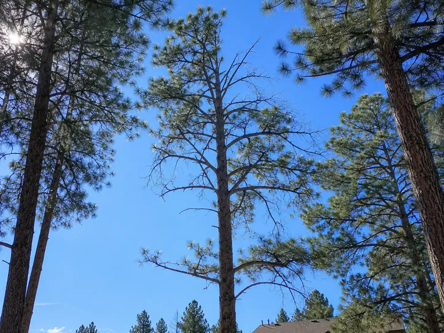 Tall pine trees that need to be trimmed against a clear blue sky.