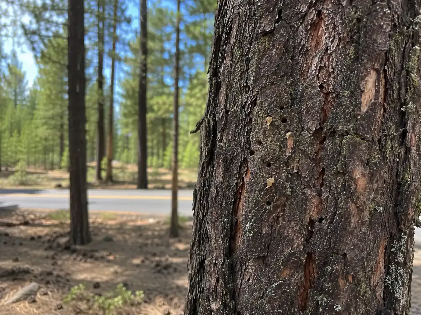 Close-up of pine tree bark with holes in a sunlit forest with trees and a road in the background