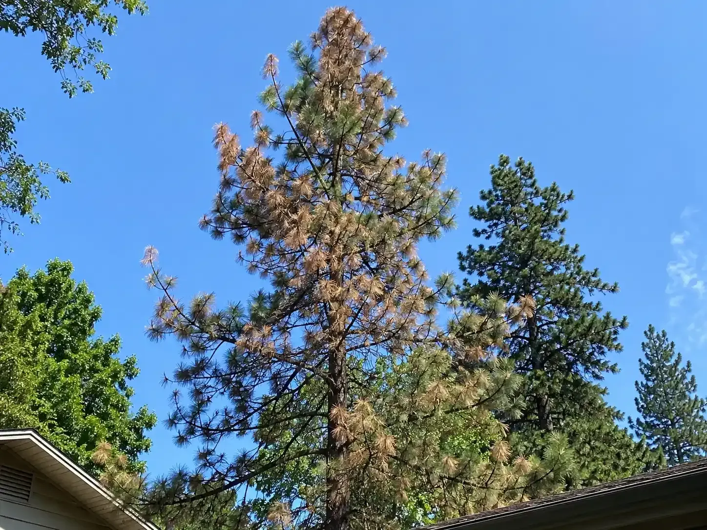 Tall trees against a clear blue sky, with one brown, sparse tree in the center and a roof corner at left