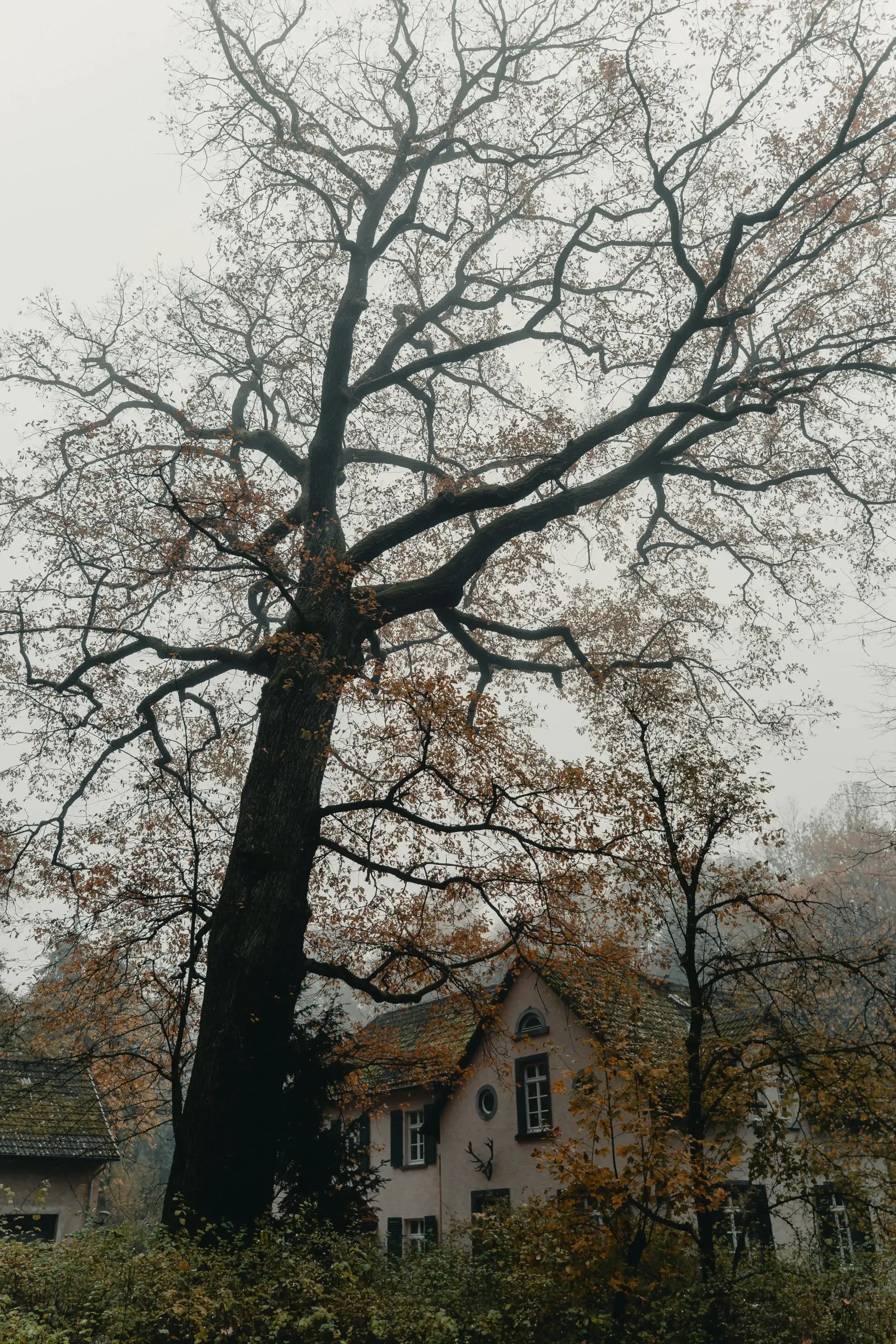 Tall bare tree leaning toward a small house on a misty autumn day