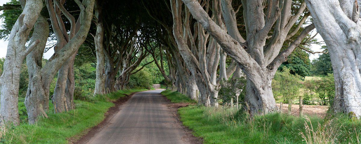 Photo of the Dark Hedges by Art Ward ©