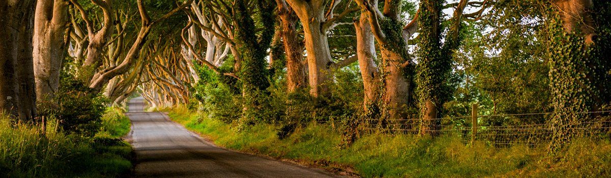 Photo of the Dark Hedges by Art Ward ©
