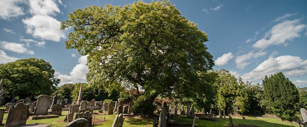 Photo of Spanish Chestnut Tree by Art Ward ©