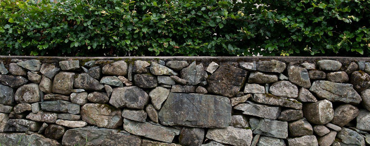 Photo of hedge and wall by Art Ward ©