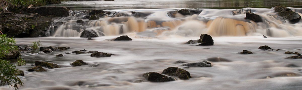 Photo of River Bush by Art Ward ©
