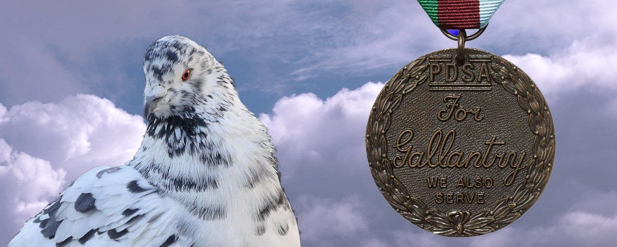 Paddy the Pigeon Dickins Medal
