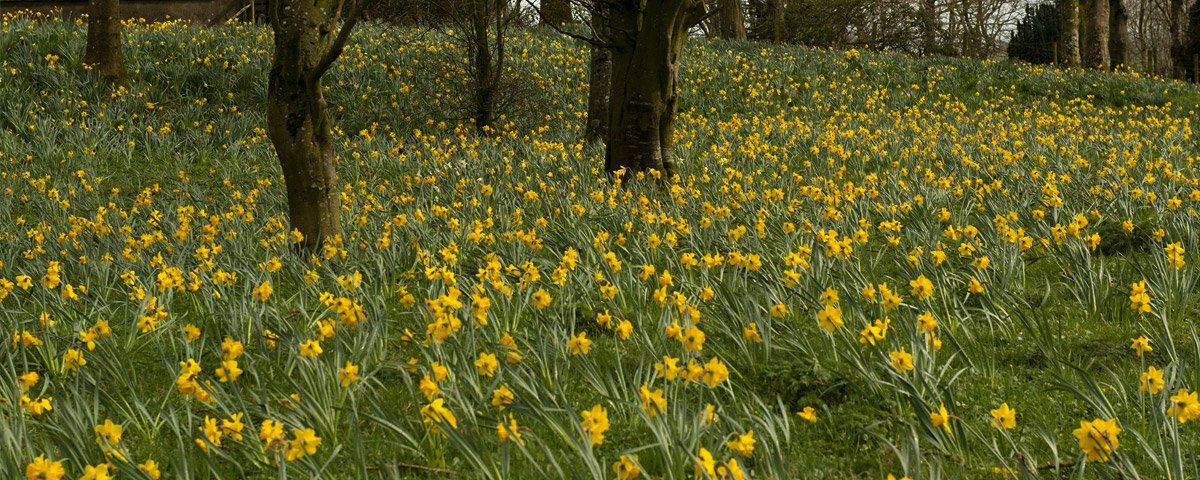 Photo of Daffodils by Art Ward ©