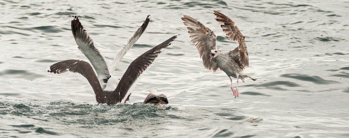 Photo of Seagulls by Art Ward ©