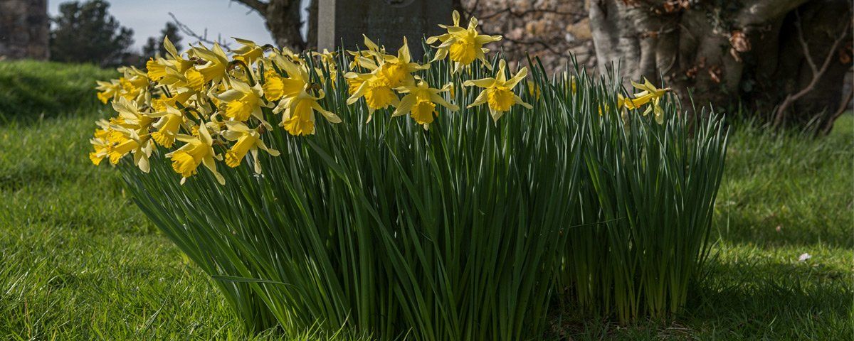 Photo of daffodils by Art Ward ©