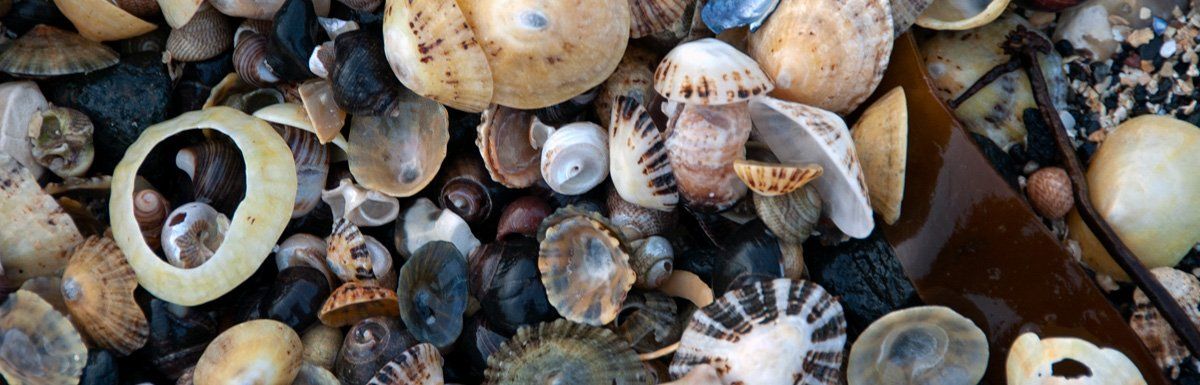 Photo of seashells by Art Ward ©