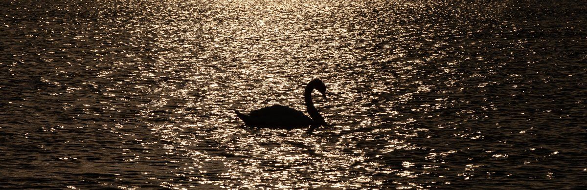 Photo of Swan by Art Ward ©