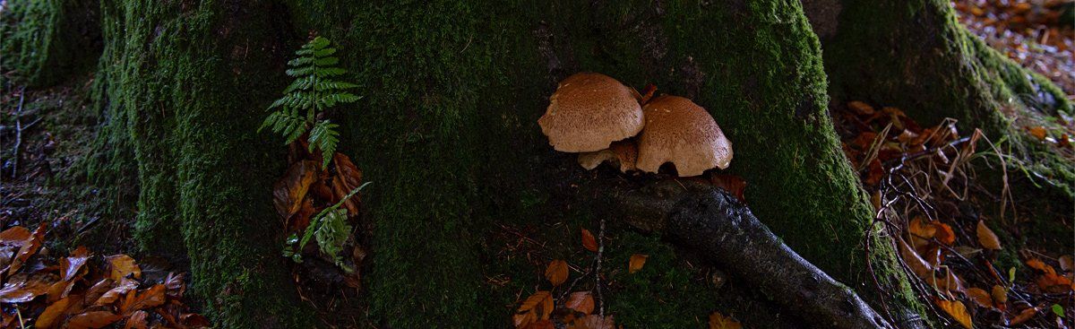 Photo of Fungi by Art Ward