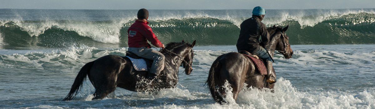 Photo of Horses in the Ocean by Art Ward