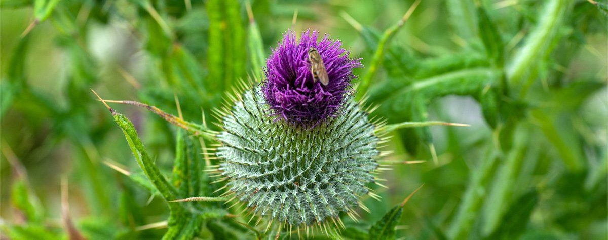 Photo of Scots Thistle by Art Ward ©