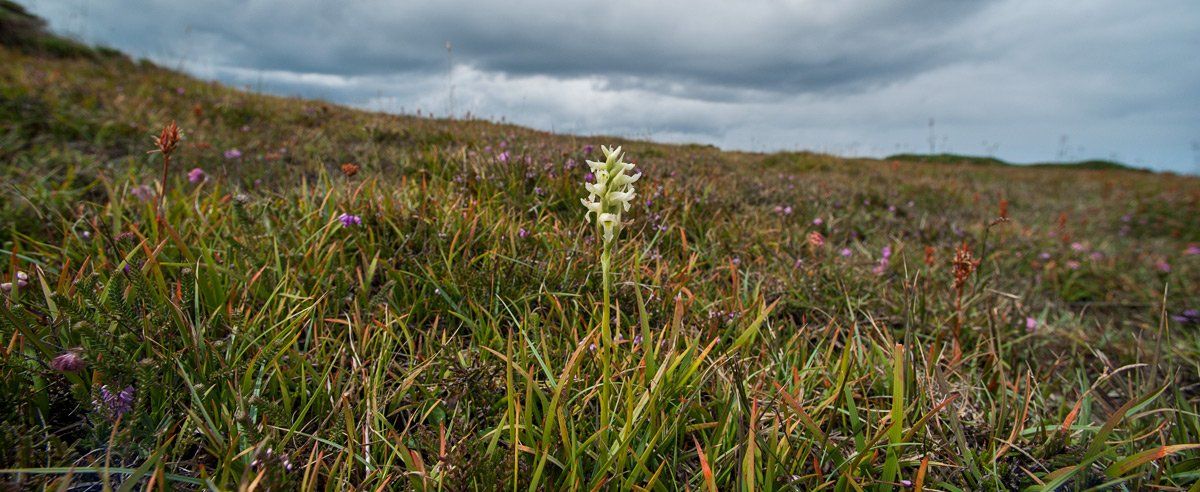 Photo of  Lady's Orchid by Art Ward ©