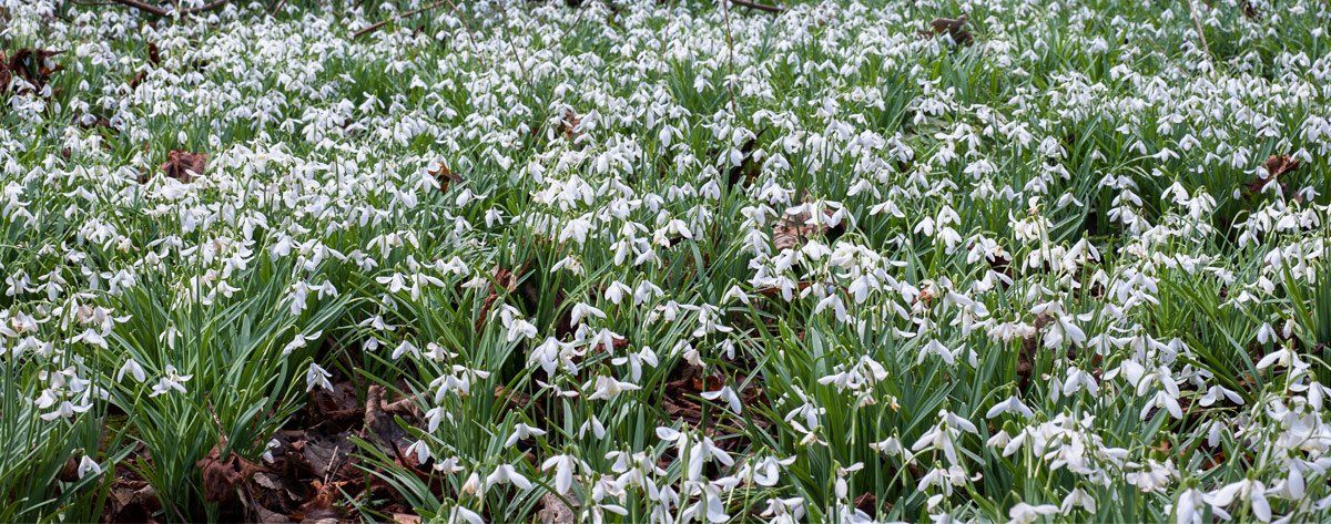 Photo of Snowdrops by Art Ward ©