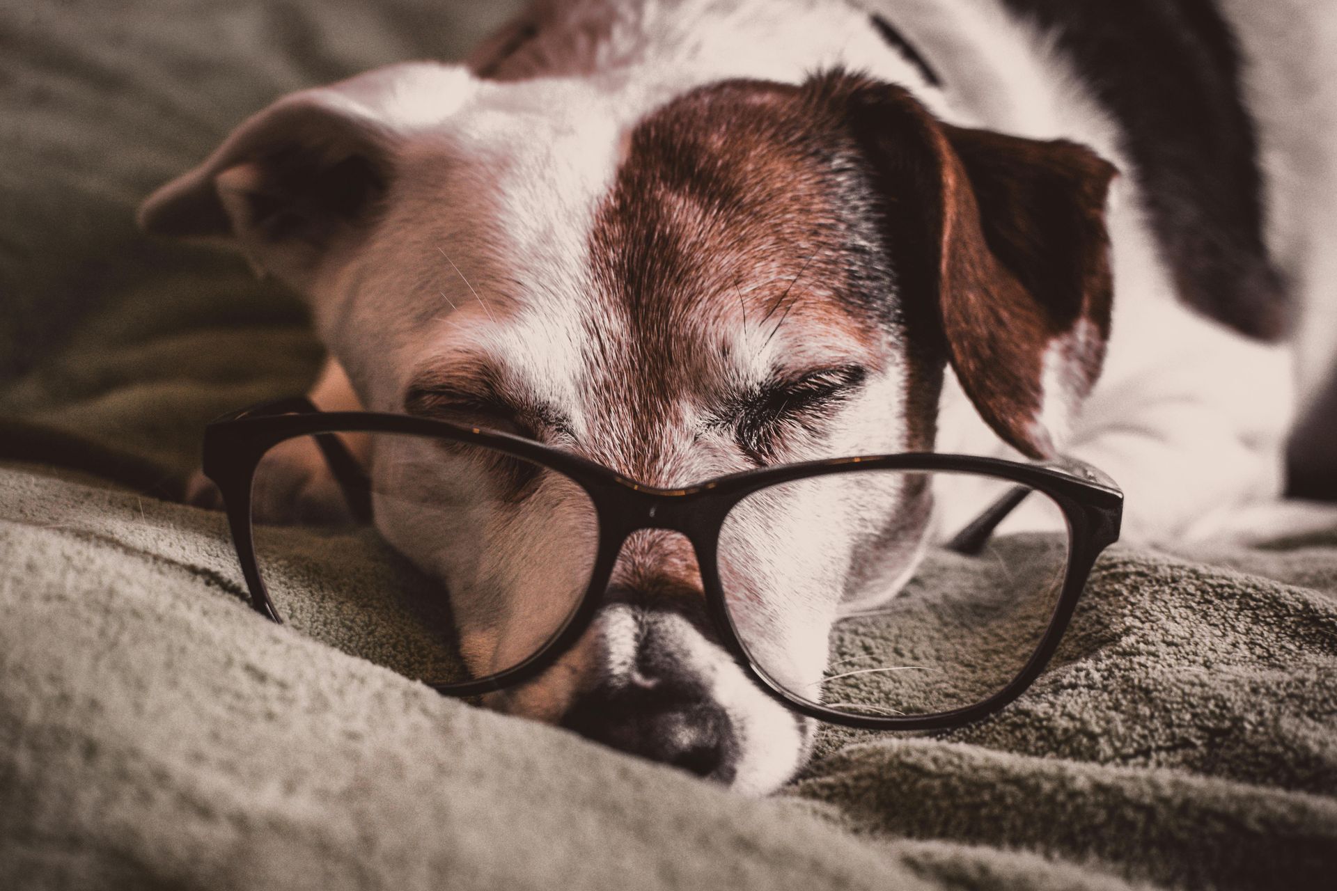 A dog wearing glasses is sleeping on a bed.