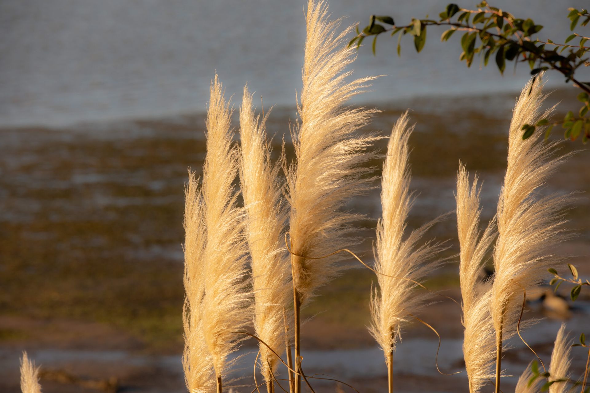 Golden pampas grass plumes backlit by the sun, with a blurred water background.