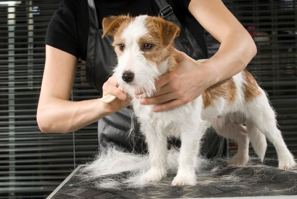 A Woman is Grooming a Small Dog on a Table — Fluffy Paws Pet Grooming In Diamond Beach, NSW