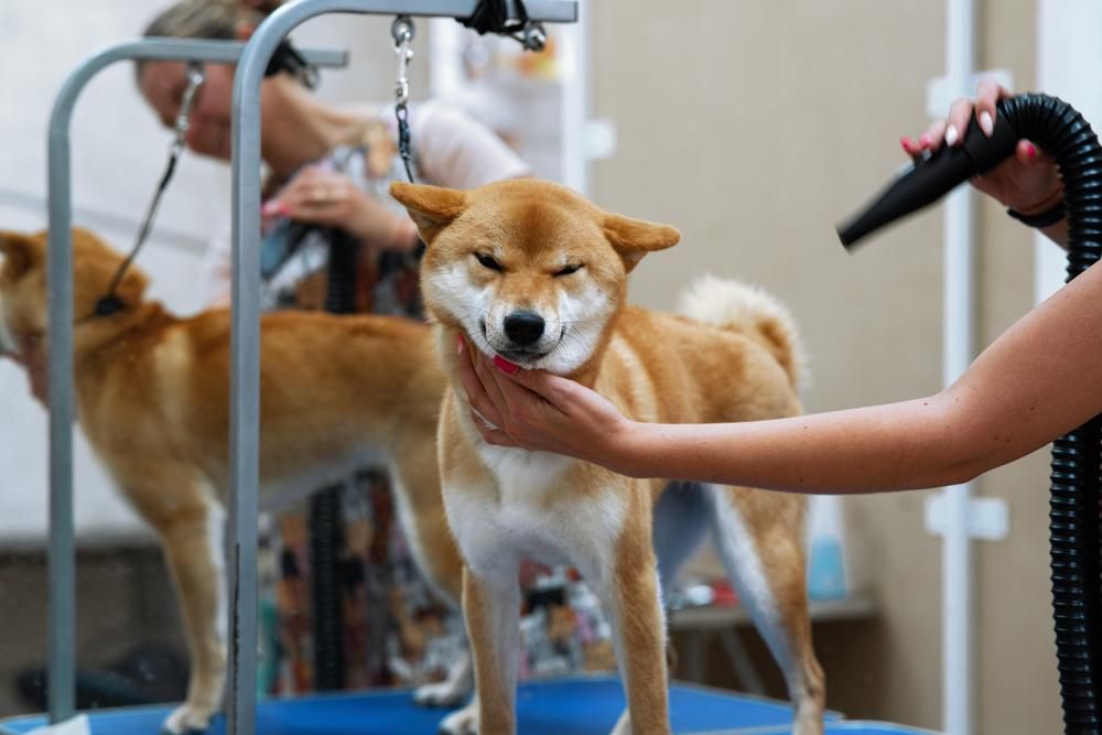 A Shiba Inu Dog is Being Groomed by a Woman — Fluffy Paws Pet Grooming In Diamond Beach, NSW