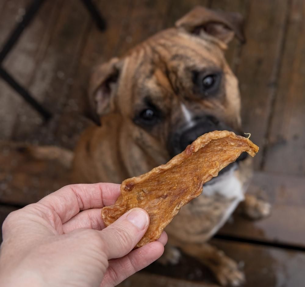 A Person is Holding a Piece of Food in Front of a Dog — Fluffy Paws Pet Grooming In Diamond Beach, NSW