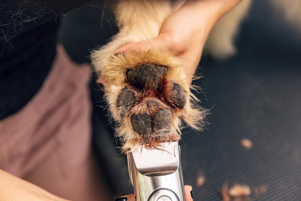 A Person is Cutting a Dog 's Paw With a Clipper — Fluffy Paws Pet Grooming In Taree, NSW