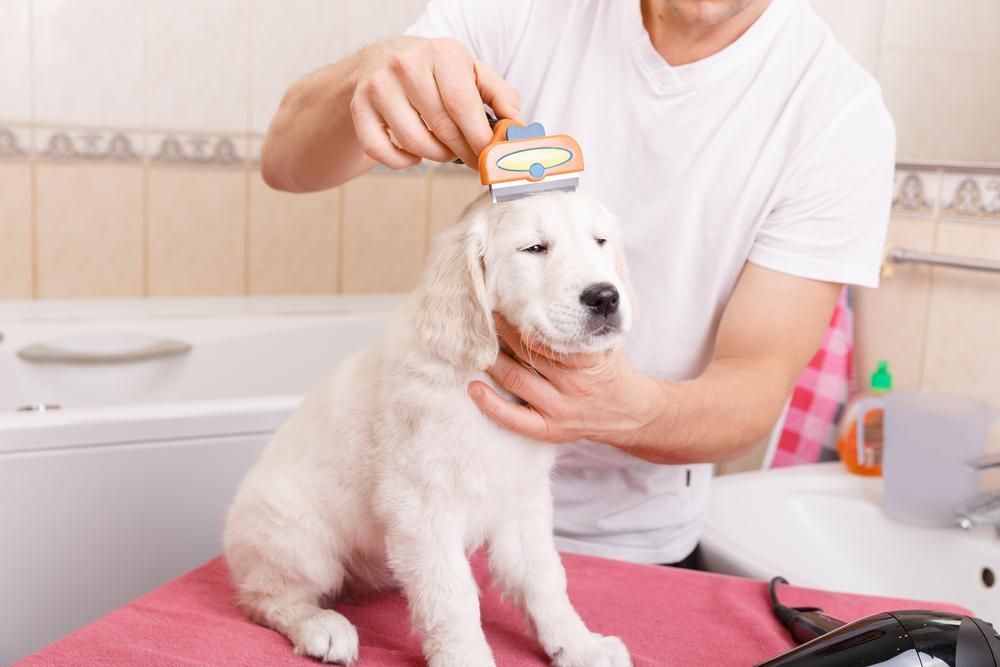 A Man is Brushing a Puppy 's Fur With a Furminator — Fluffy Paws Pet Grooming In Taree, NSW