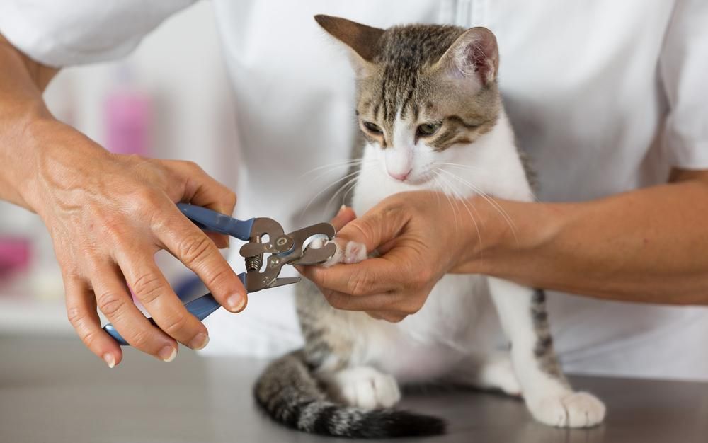 A Person is Cutting a Cat 's Nails With a Pair of Scissors — Fluffy Paws Pet Grooming In Forster, NSW