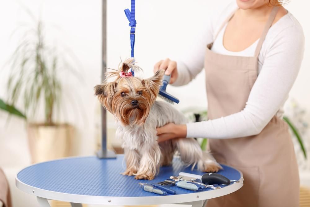 A Woman is Grooming a Small Dog on a Table — Fluffy Paws Pet Grooming In Forster, NSW