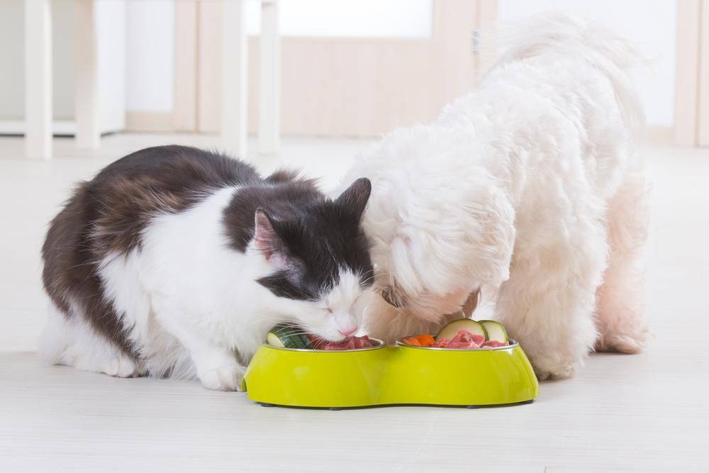 A Dog and a Cat Are Eating From a Green Bowl — Fluffy Paws Pet Grooming In Taree, NSW