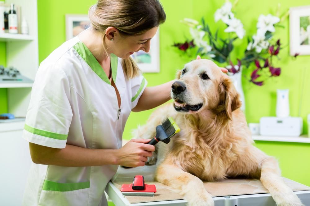 A woman is brushing a dog 's fur with a brush.