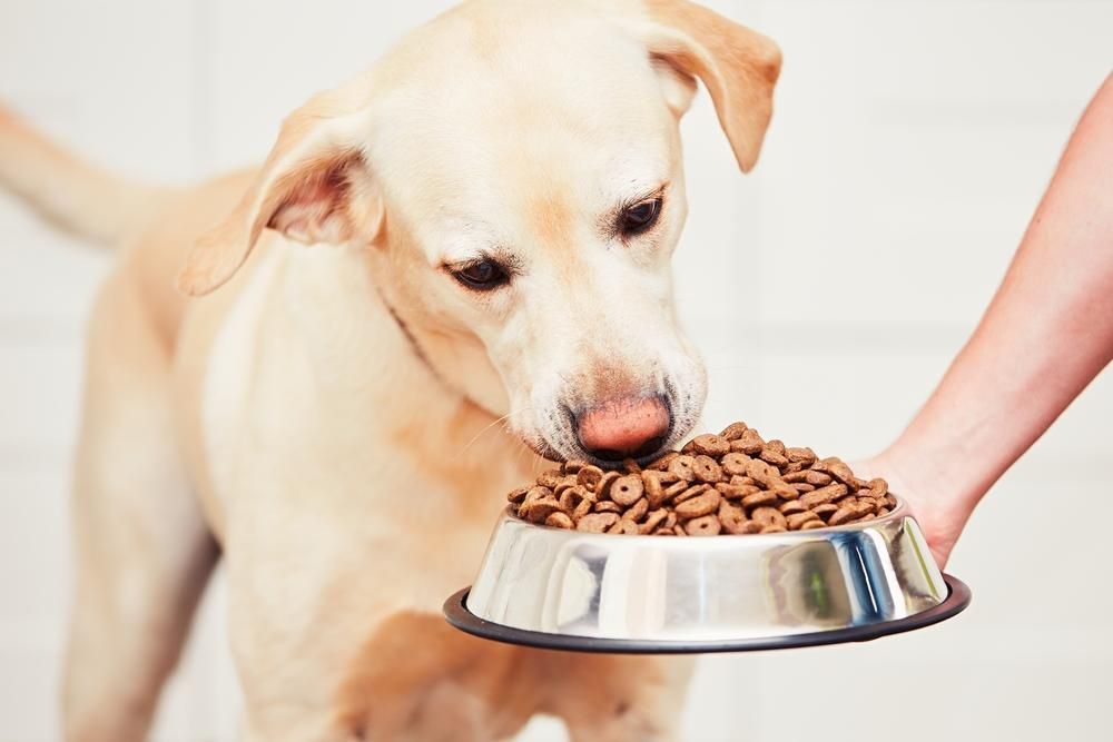 A Dog is Eating From a Bowl of Dog Food — Fluffy Paws Pet Grooming In Taree, NSW