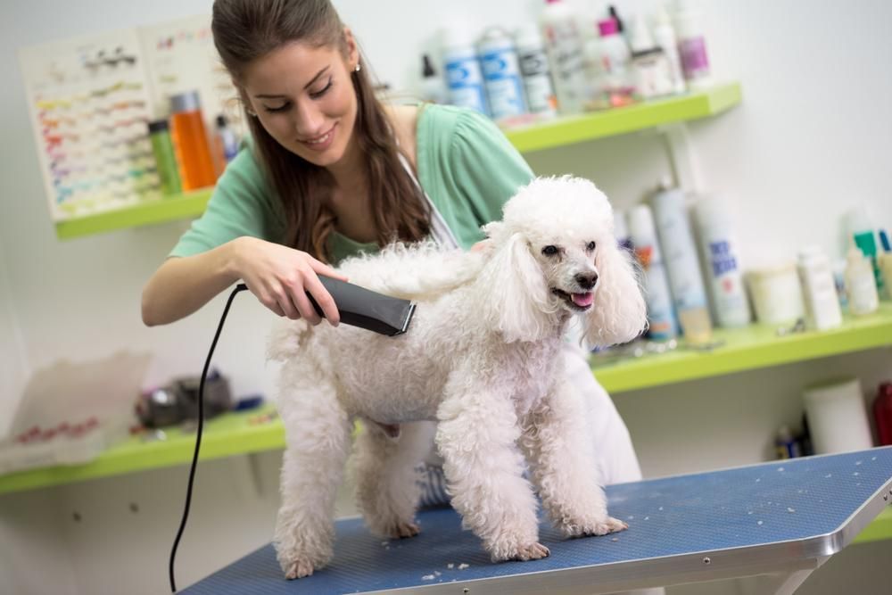 A Woman is Grooming a White Poodle With a Clipper — Fluffy Paws Pet Grooming In Forster, NSW