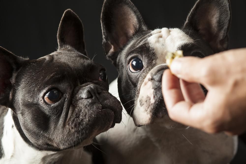 Two French Bulldogs Are Being Fed by a Person — Fluffy Paws Pet Grooming In Gloucester, NSW