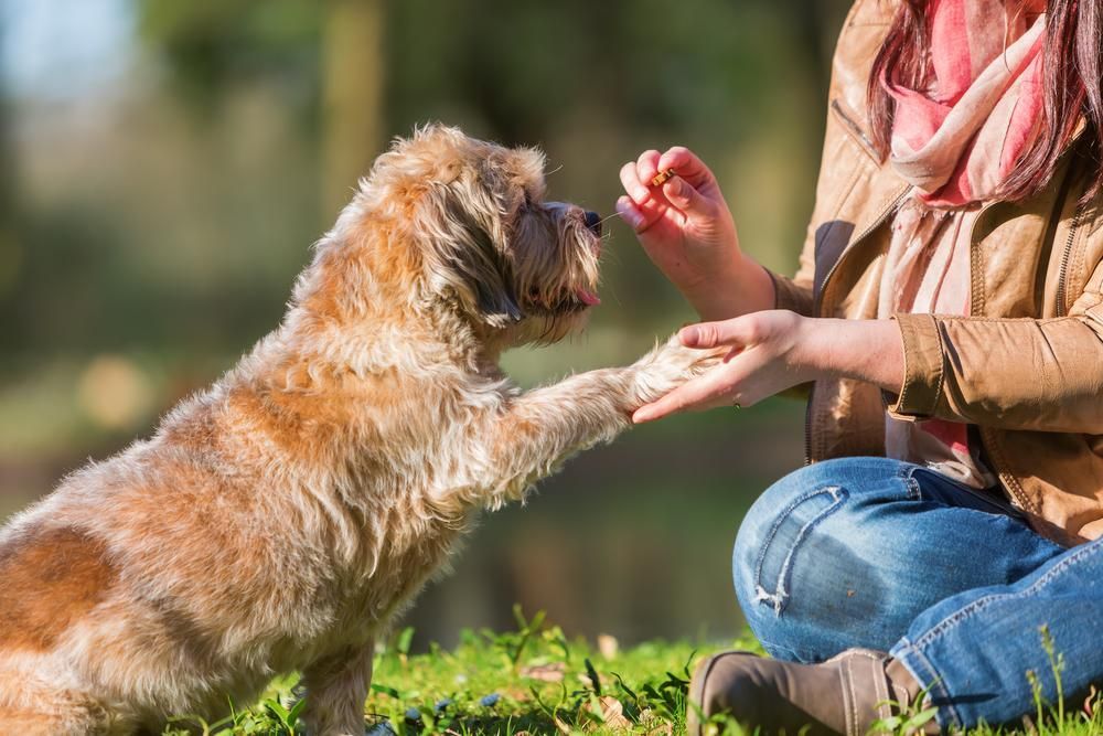A Woman is Giving a Dog a Treat While Sitting in the Grass — Fluffy Paws Pet Grooming In Gloucester, NSW