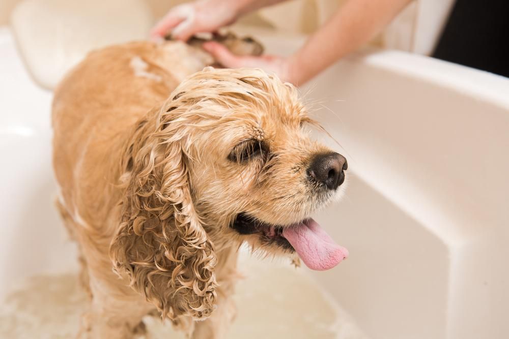 A Cocker Spaniel is Being Washed in a Bathtub — Fluffy Paws Pet Grooming In Nabiac, NSW