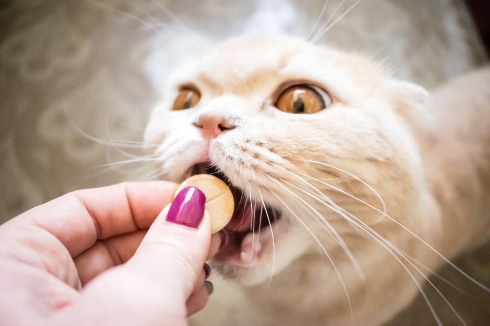 A Cat is Eating a Pill From a Person 's Hand — Fluffy Paws Pet Grooming In Gloucester, NSW