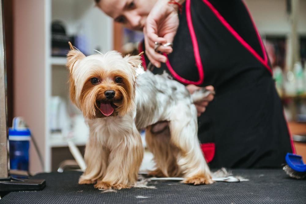 A Man is Grooming a Small Dog on a Table — Fluffy Paws Pet Grooming In Nabiac, NSW