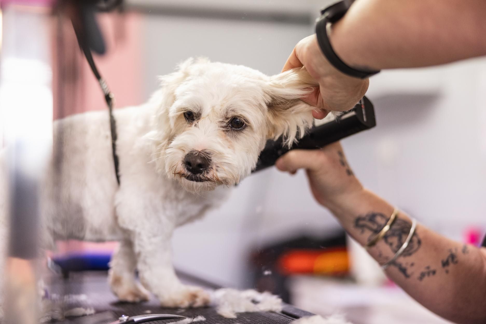 A Person is Grooming a Small White Dog With a Clipper — Fluffy Paws Pet Grooming In Wingham, NSW