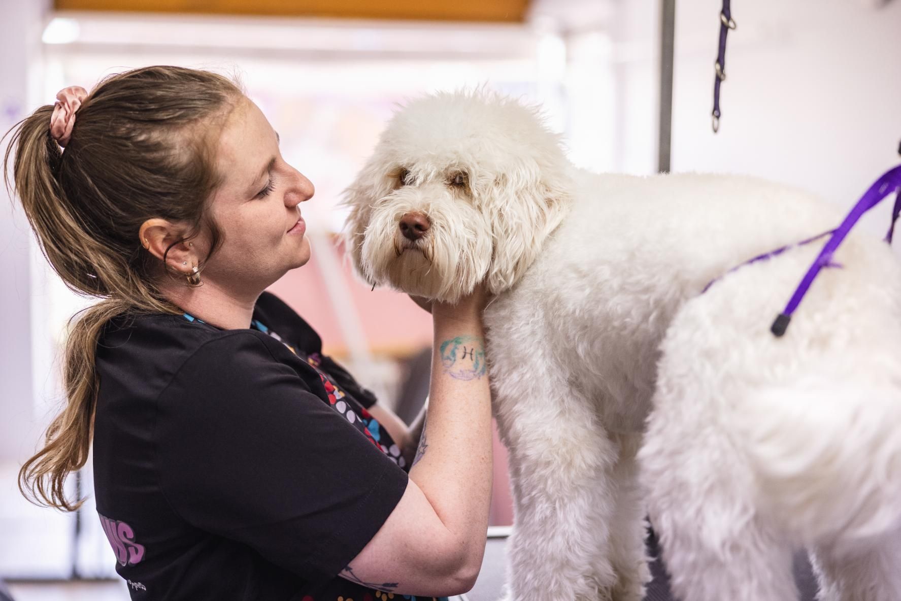 A Woman is Grooming a White Dog in a Grooming Salon — Fluffy Paws Pet Grooming In Gloucester, NSW