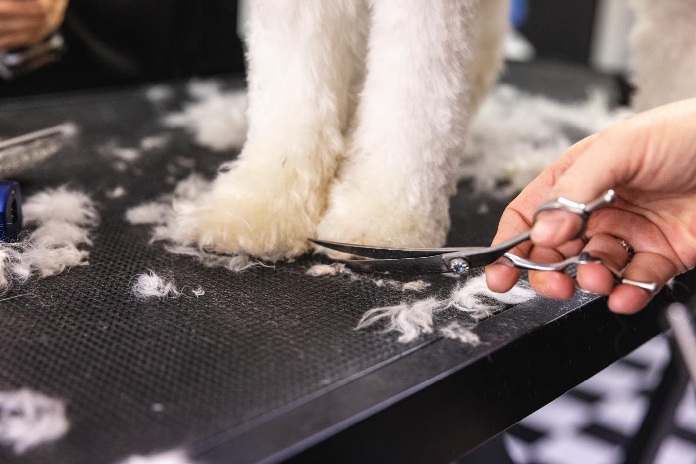 A Person is Cutting a Dog 's Paw With Scissors — Fluffy Paws Pet Grooming In Wingham, NSW