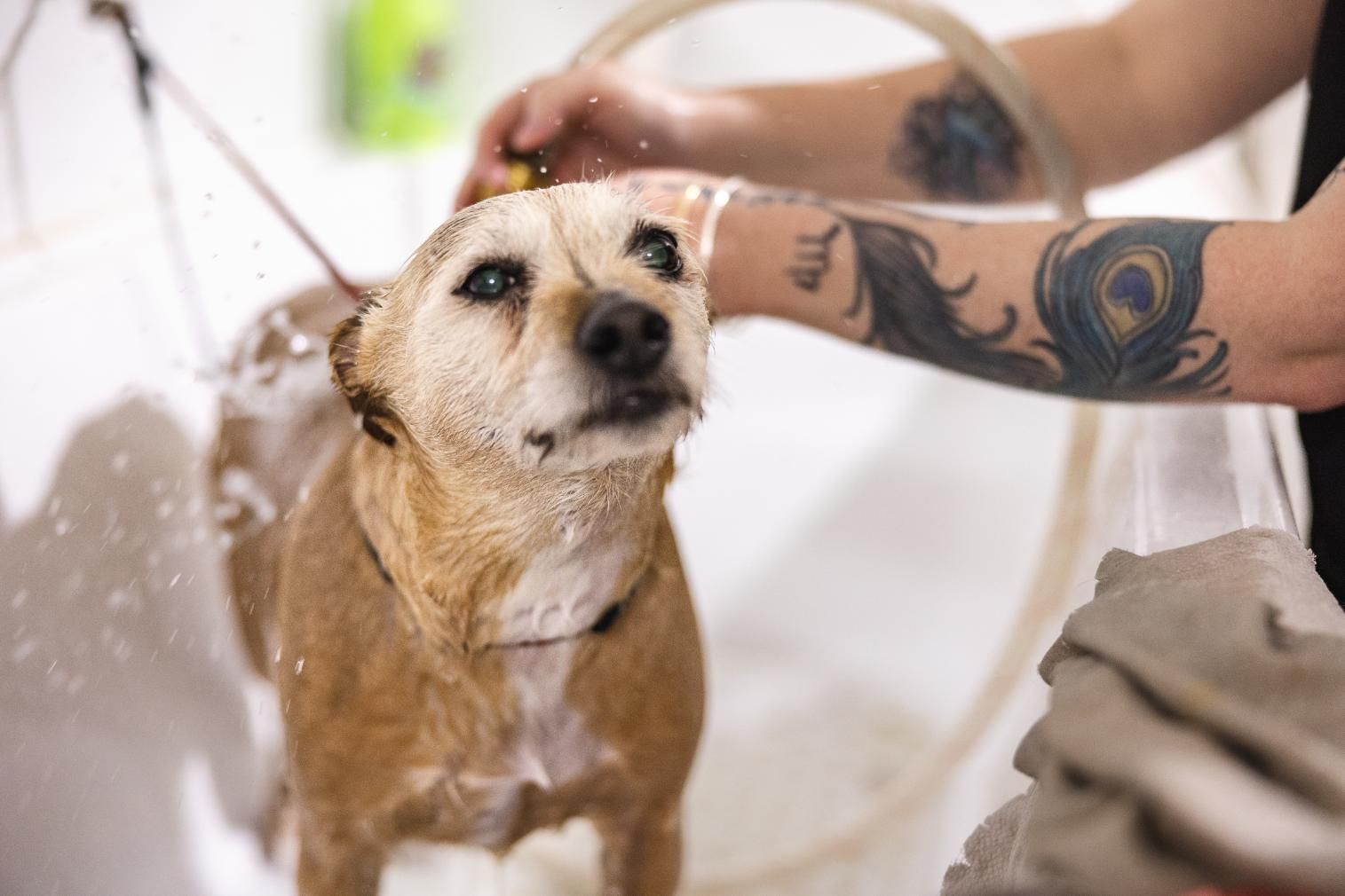 A Person is Washing a Dog in a Bathtub — Fluffy Paws Pet Grooming In Gloucester, NSW