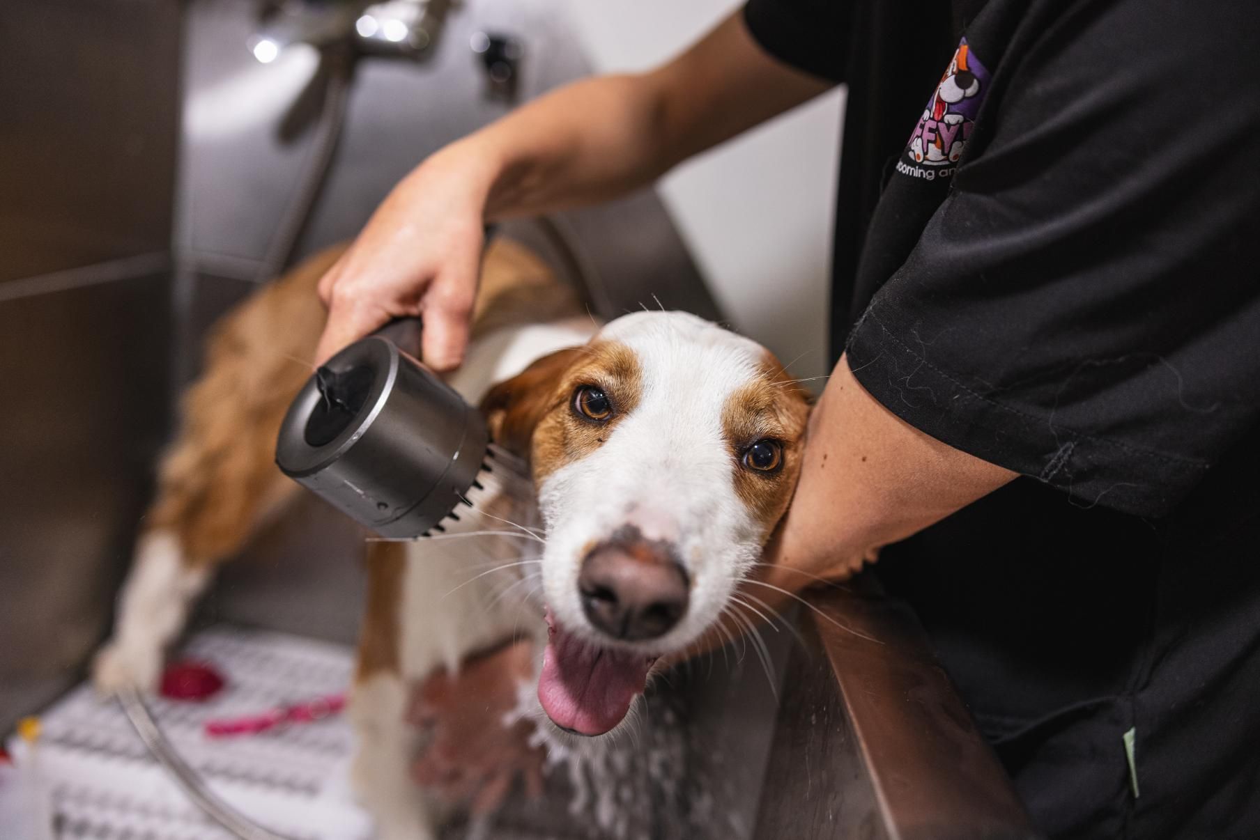 A Person is Washing a Dog in a Sink With a Brush — Fluffy Paws Pet Grooming In Gloucester, NSW