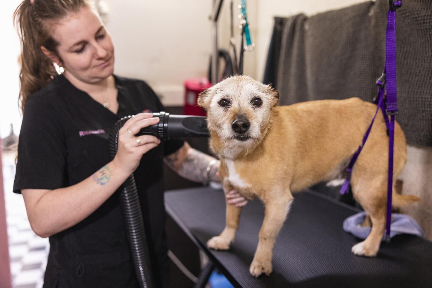A Woman is Drying a Dog 's Hair With a Hair Dryer — Fluffy Paws Pet Grooming In Nabiac, NSW
