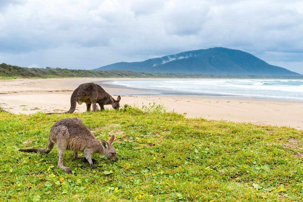 Two Kangaroos Are Grazing on the Grass Near the Beach — Fluffy Paws Pet Grooming In Diamond Beach, NSW