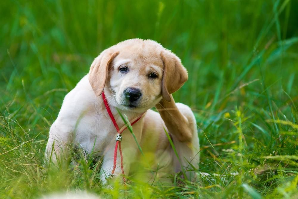 A Puppy is Scratching Its Ear in the Grass — Fluffy Paws Pet Grooming In Wingham, NSW
