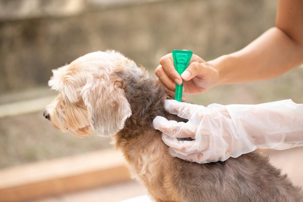 A Person is Applying a Flea Treatment to a Small Dog — Fluffy Paws Pet Grooming In Wingham, NSW